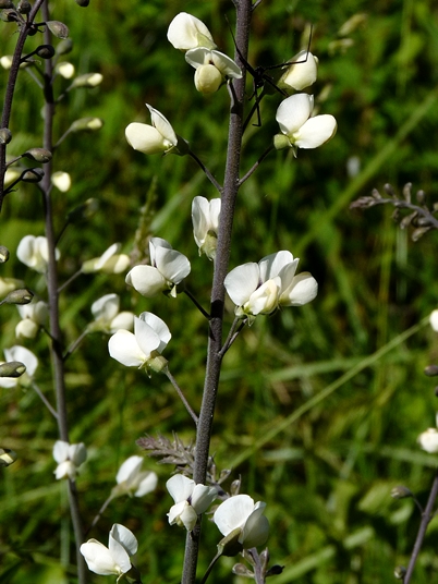 {Baptisia albescens}
